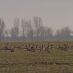 лов на дива къска в Балгария