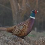 ловуване на фазан в България