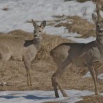 лов на сърна в България